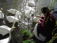 Feeding_the_Swans